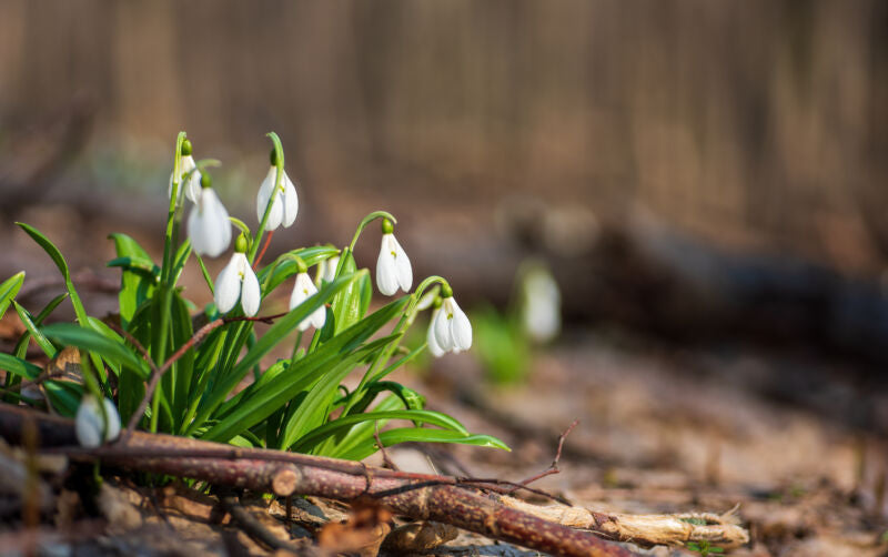 February - Is it Spring yet?