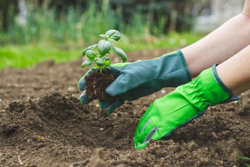 Growing Basil in Ireland