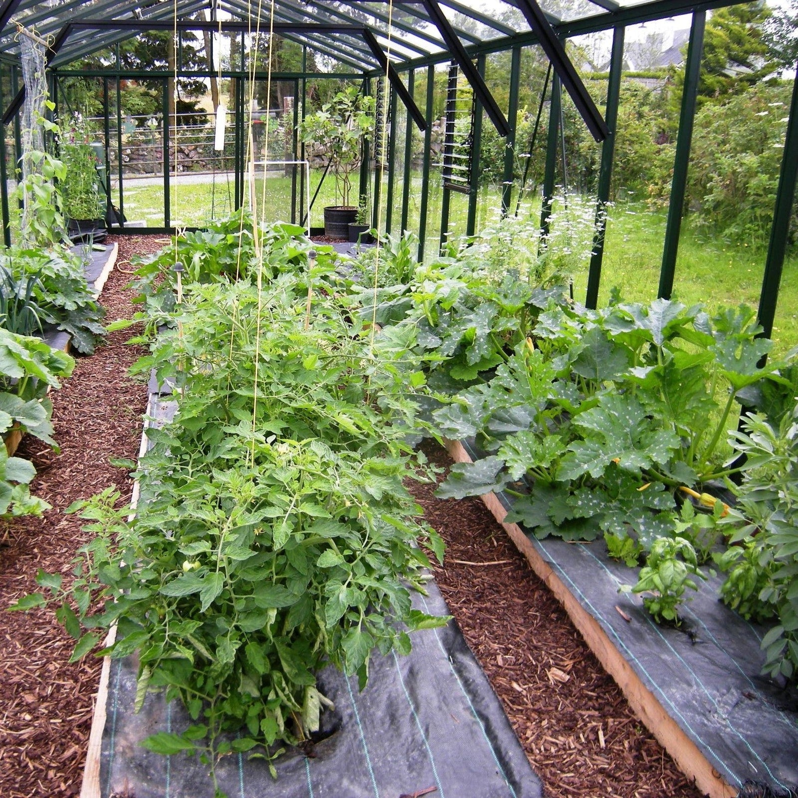 How you can tie up your plants in a Glasshouse