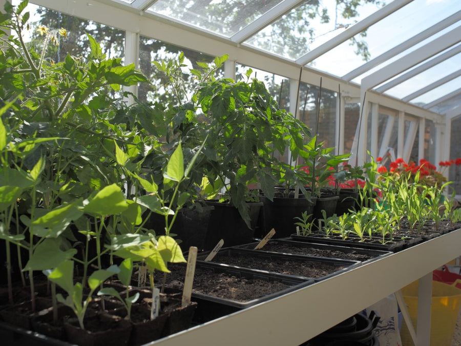 Bench to the long side for the Lavender Greenhouse